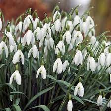 Pretty Flowers For Your Winter Garden Spring Garden Fragrant Plant Spring Flowering Bulbs
