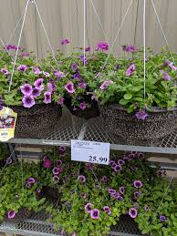 Restaurant at rockefeller center skating rink. Costco Garden Centre 2019 Save Money In Winnipeg