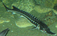 Sunt proteine pure pentru peștii. Pesti Delta Dunarii