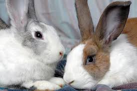 You can kill off old rabbits at the end of a couple or even three years and make a stew out of them. Rabbit As A Pet Best Friends Animal Society