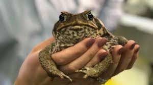 If you need assistance with any pest control project, or simply need. Cane Toads Nsw Residents Asked To Report Border Hoppers As Sightings Increase