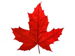 Larger containers are available through special order. How To Identify Maple Tree Varieties Lovetoknow