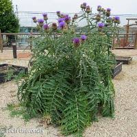 Image result for Cynara cardunculus