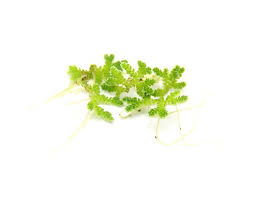 Image result for Azolla filiculoides