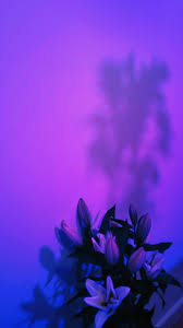 C x s m i c z. Kostenlose Bilder Mit Der Farbe Violett 8000ff Pexels