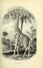 The Giraffe Illustrated Natural History Of The Animal Kingdom Being A Systematic And Popular Desc Animal Illustration Fauna Illustration Giraffe Illustration