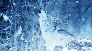 If you're looking for the best wolf wallpaper then wallpapertag is the place to be. Wolf Widescreen 16 9 Wallpapers Hd Desktop Backgrounds 2560x1440 Images And Pictures