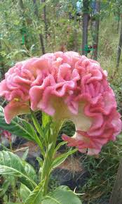 Image result for Celosia nervosa