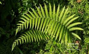 Image result for Pseudocyclosorus