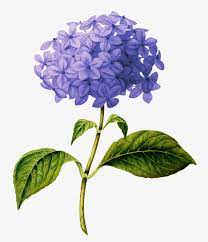The best selection of free flower vector art, graphics and stock illustrations. Beautiful Purple Flower Transparent Hydrangea Botanical Drawing Free Transparent Png Download Pngkey