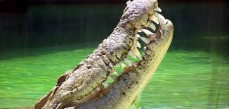 رؤية العض والعضة في المنام للمرأة المصادر و المراجع reply ØªÙØ³ÙŠØ± Ø­Ù„Ù… Ø±Ø¤ÙŠØ© ØªÙ…Ø³Ø§Ø­ ÙÙŠ Ø§Ù„Ù…Ù†Ø§Ù…