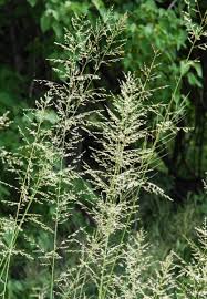 Image result for Sporobolus mauritianus