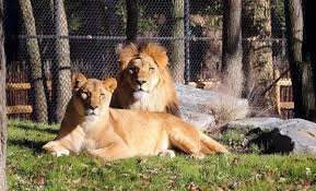 Maybe you would like to learn more about one of these? Lion S Roar Returning To Cape May County Business Pressofatlanticcity Com