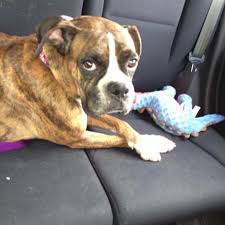 Akc registered boxer puppies, ready for new home.two males available puppies are brindle and born october twentieth. For The Love Of A Boxer Rescue Sanctuary Michigan Home Facebook