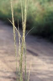 Image result for Sporobolus coromandelianus