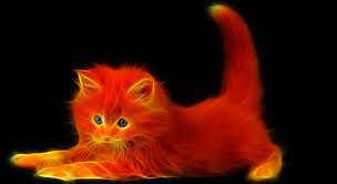 Fire Cat Wallpaper Cats Cat Wallpaper Unusual Animals
