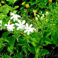 Image result for Jasminum