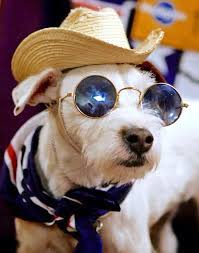 Dog In Glasses Dogs Glasses Hats
