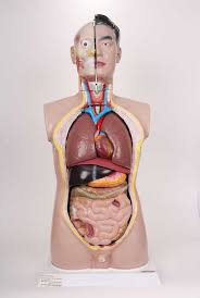 Play games, take quizzes, print and more with easy notecards. Diagram In Pictures Database Diagram Of Torso Organs Just Download Or Read Torso Organs Online Casalamm Edu Mx
