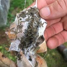 Caterpillar poisoning can be cured. Outbreak Of Poisonous Browntail Moth Caterpillars Plagues Maine The New York Times