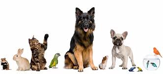 Reptiles, amphibians, rodents, insects, and more. Lacey Pet With Next Level Exotics