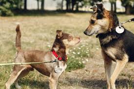 How To Train A Leash Reactive Dog Tips And Tricks For Dog