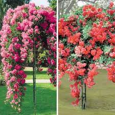 Weeping Tree Rose Collection Rose Trees Flower Garden Design Flower Garden