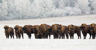 Poland, formally the republic of poland, is a nation situated in europe. Wildlife In Poland 9 Species You Must Witness On Your Trip