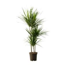 Image result for Dracaena camerooniana