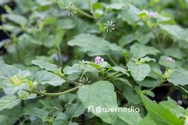 Image result for Boerhavia diffusa