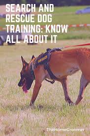 Search And Rescue Dog Training Know All About It Glamorous Dogs Search And Rescue Dogs Dog Training Rescue Dogs