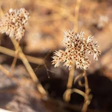 Image result for Polycarpaea