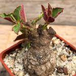 Image result for Euphorbia platyrrhiza