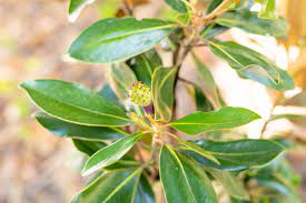 Calves raised indoors grow faster than those raised outside because they are fed more often. How To Grow Potted Magnolia Trees