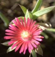 Image result for Delosperma tradescantioides
