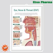 3d Medical Human Anatomy Wall Charts Poster Ear Nose And Throat Ent Buy 3d Chart Human Anatomy Wall Poster Ear Nose And Throat Ent Product