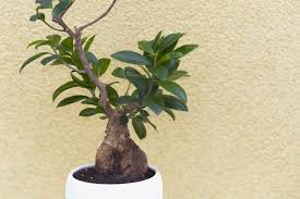 To determine whether or not this is happening, gently lift the entire tree from its pot. Ginseng Ficus Bonsai Plant Care Growing Guide