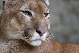 We are encouraged by its capability of supporting different types of pharmacometric analyses within one software. File Puma Face Jpg Wikimedia Commons