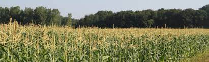 The eggs overwinter and begin hatching from late may. Sweet Corn Pheromone Trap Network Report