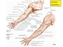 Origin, coracoid process of scapula; Upper Limb Muscles Of Arm Cubital Fossa And Elbow Joint Ppt Video Online Download