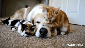 Pet care that takes you places. 13 Adoption Centers In Uae For Dogs And Cats Adoptdontshop Naomi D Souza Writer Food Lifestyle Blogger In Dubai