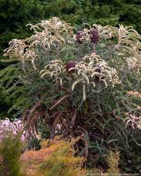 Image result for Anthospermum whyteanum × welwitschii