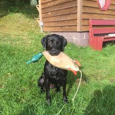 Find labrador retriever dogs and puppies from minnesota breeders. Whispering Creek British Labs L L C Home Facebook