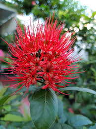 Image result for Combretum constrictum