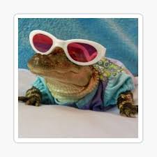 Casper the alligator, the star of chris's underwater alligator tours! Crocodile With Sunglasses Gifts Merchandise Redbubble
