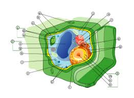 So animal cells can have various shapes, but plant cells only have the shapes of their cell walls. Cell Wall Wikipedia