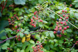 Invasive Blackberry Plants - What To Do For Weedy Blackberries