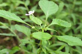 Image result for Impatiens hochstetteri