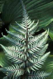 Image result for Athyrium annae