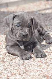 Cane Corso Pups How Dear Are They Hellow Dog Corso Dog Cane Corso Mastiff Puppies